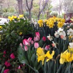 daffodil and tulip